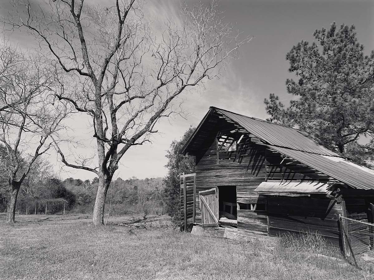 nature grayscale photography of wooden house beside tree outdoors