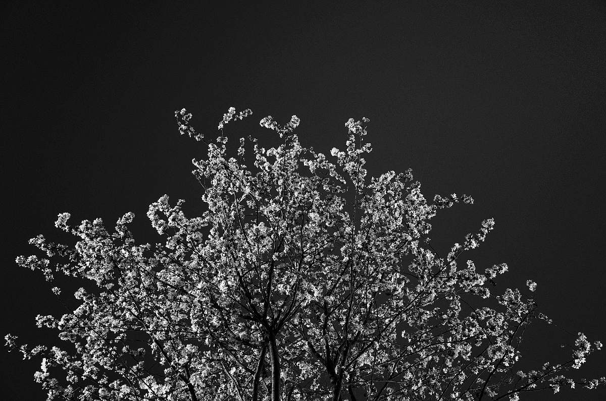 tree grayscale plant flower