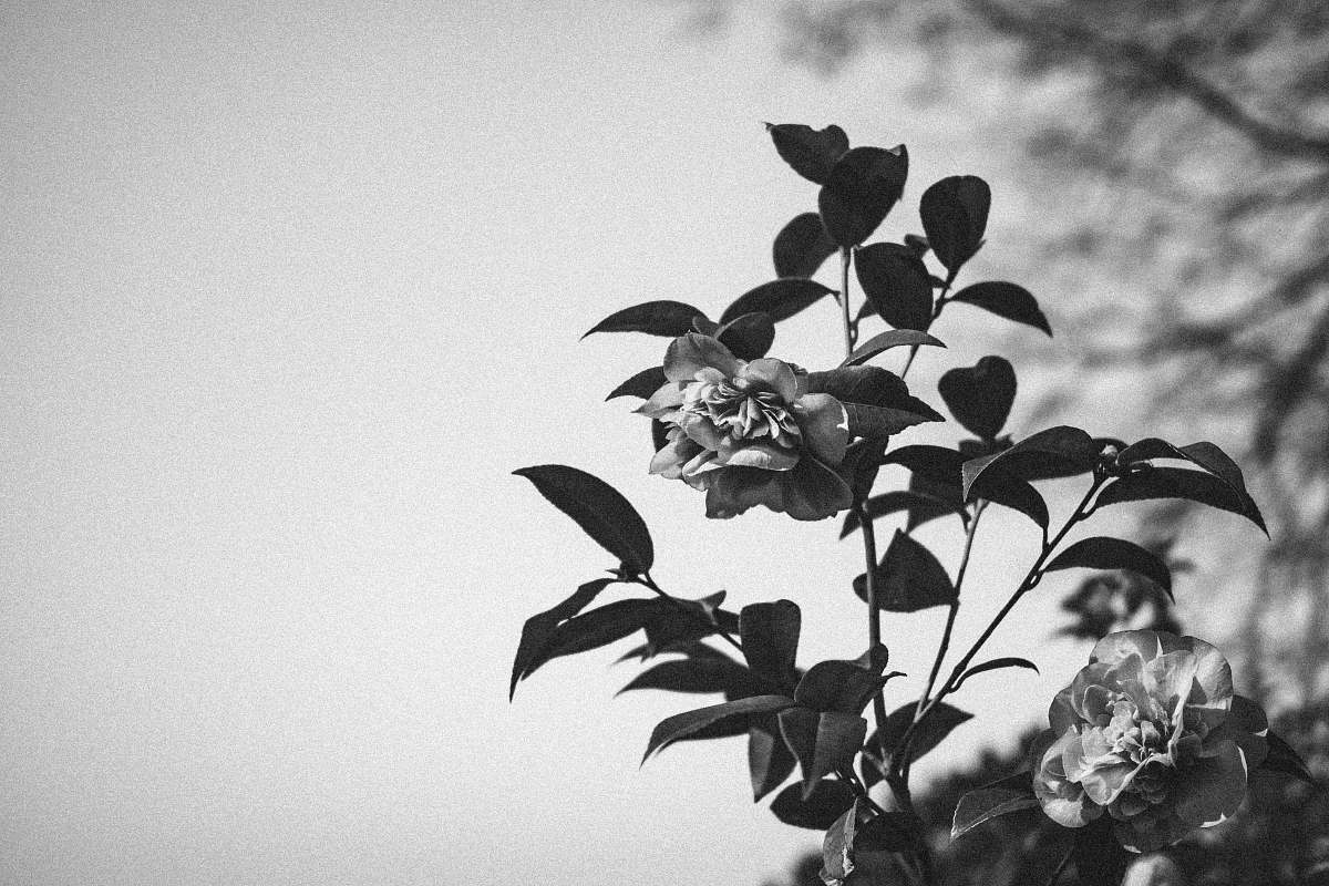 plant green leafed plant flower