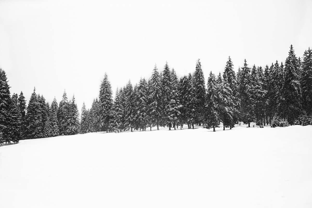 tree green leafed trees snow