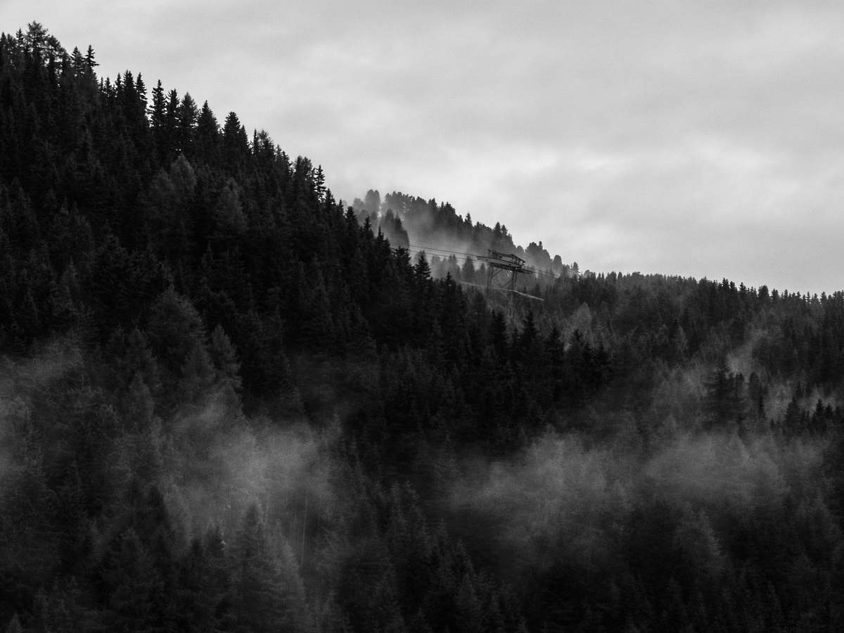tree green pine trees with white fogs under gray sky during daytime forest