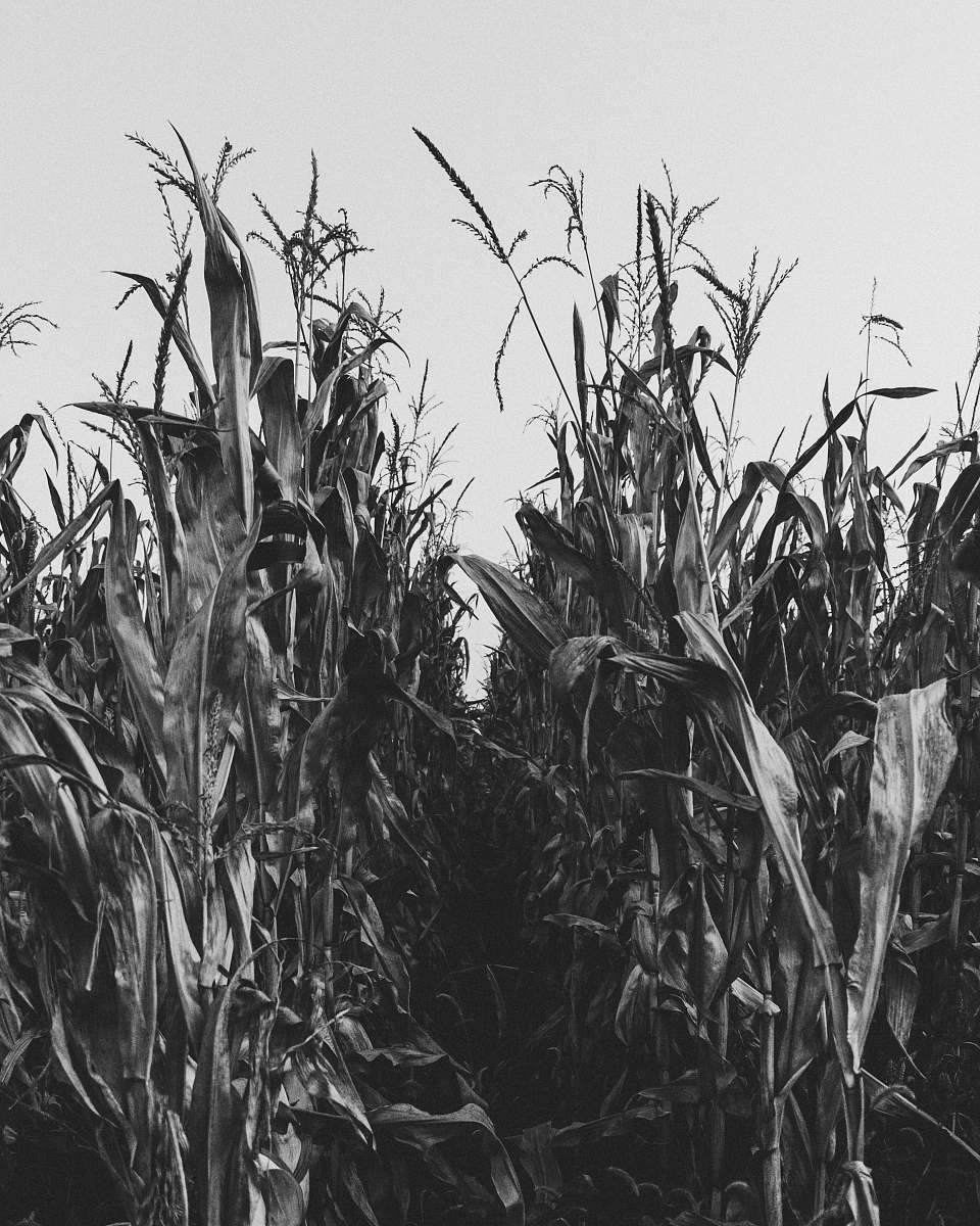 grey greyscale photography of corn field flora