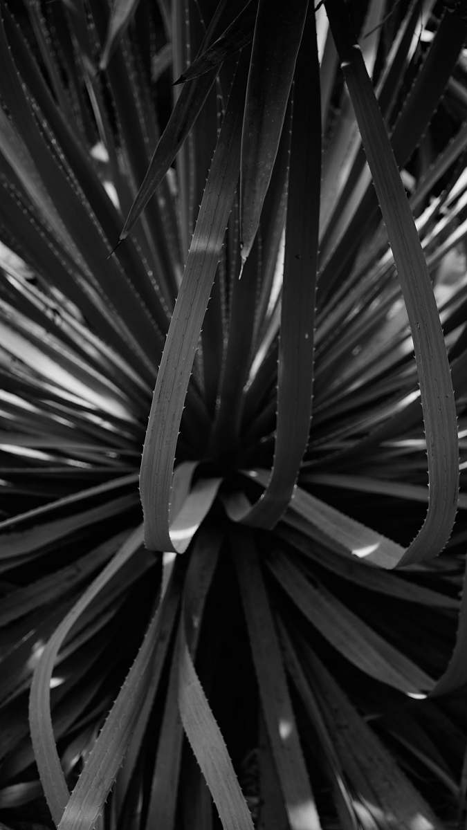 plant greyscale photography of plant agavaceae
