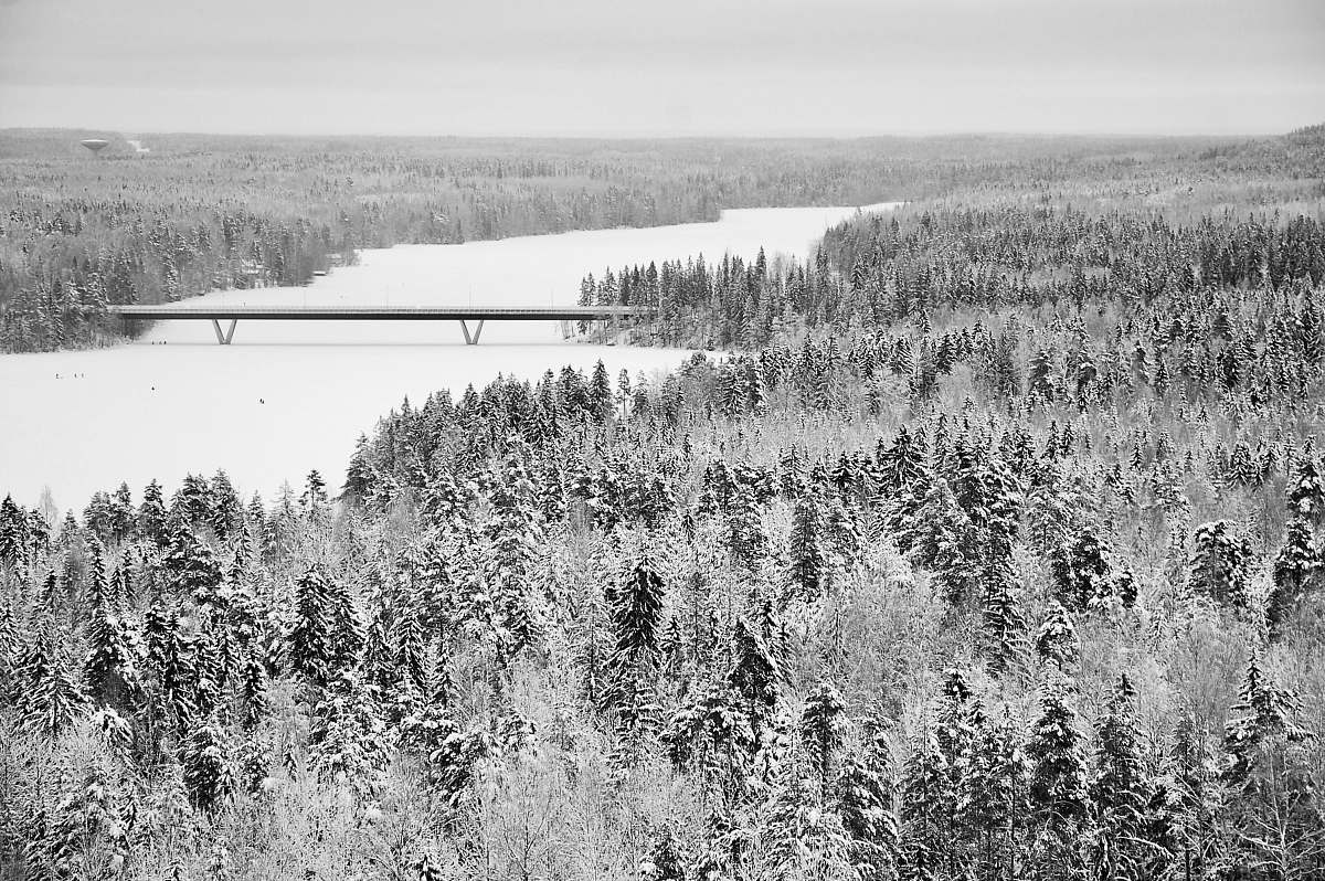 water landscape photography of forest flora