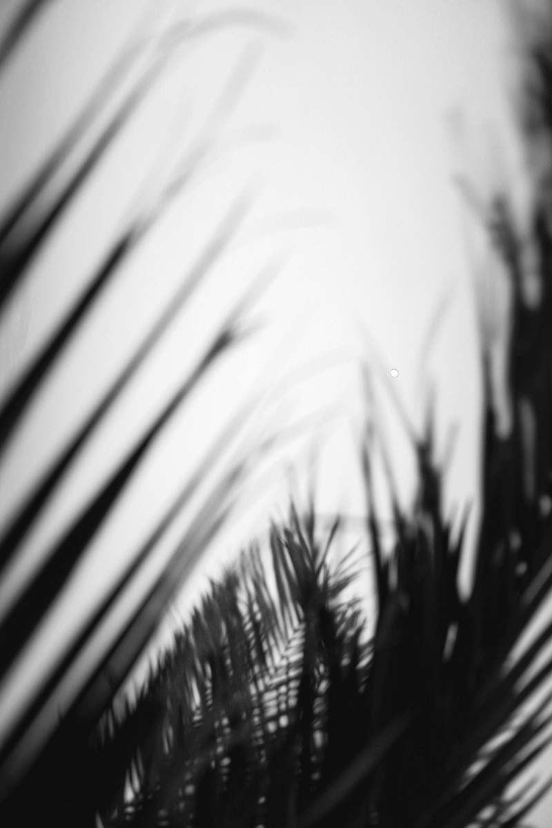 plant leaf close-up photography portugal