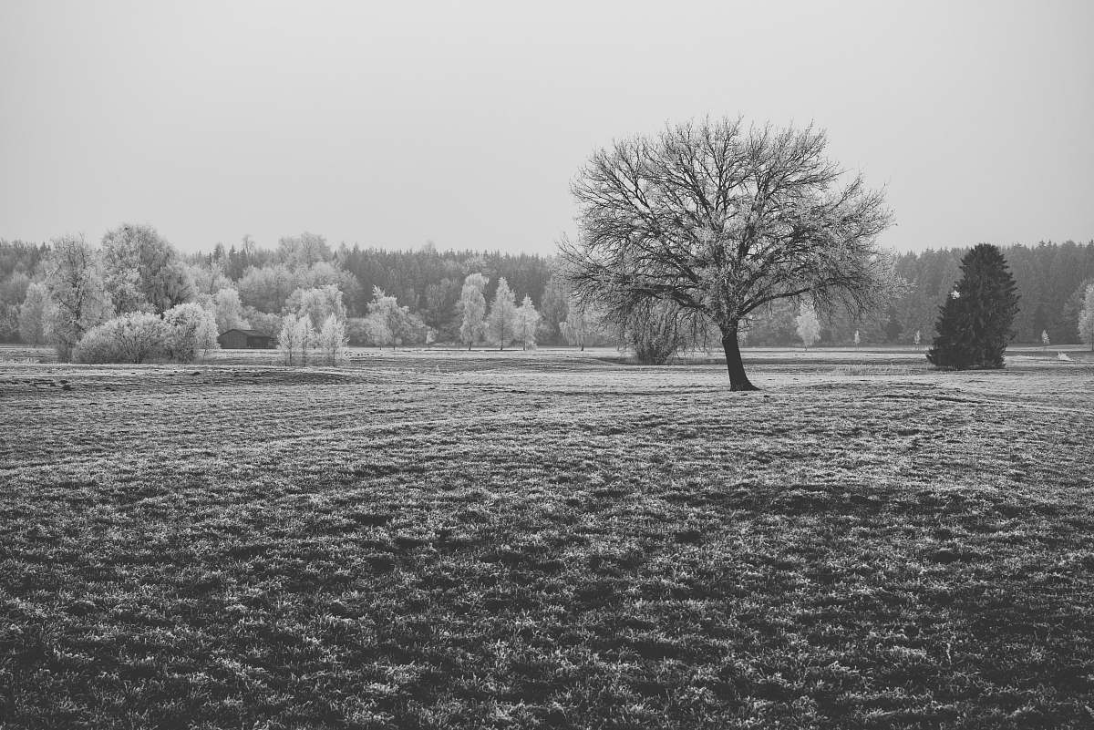 grey leafless tree tree