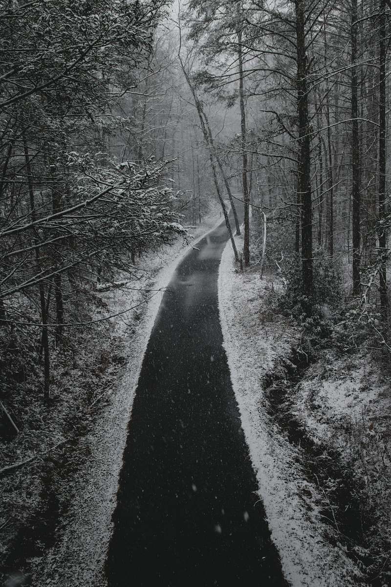 grey lined trees on pathway at daytime path
