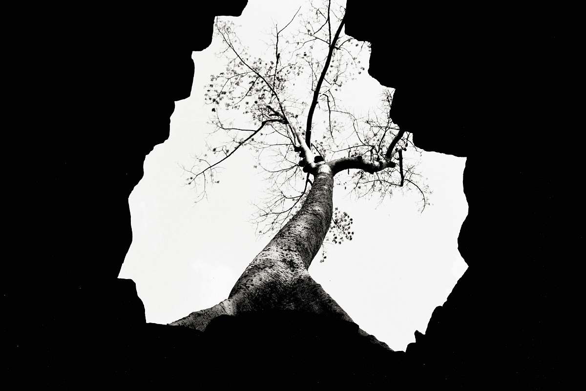plant low-angle photography of bare trees tree
