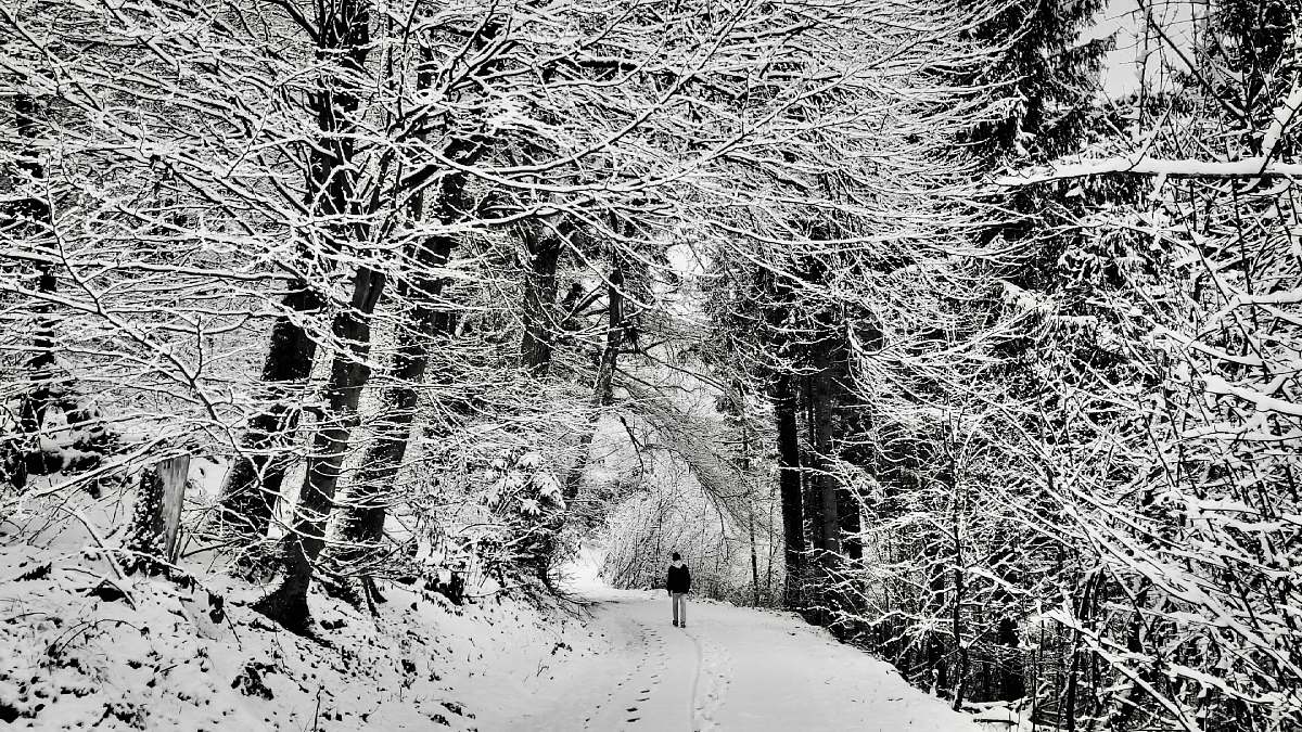 grey man standing between bare trees snow