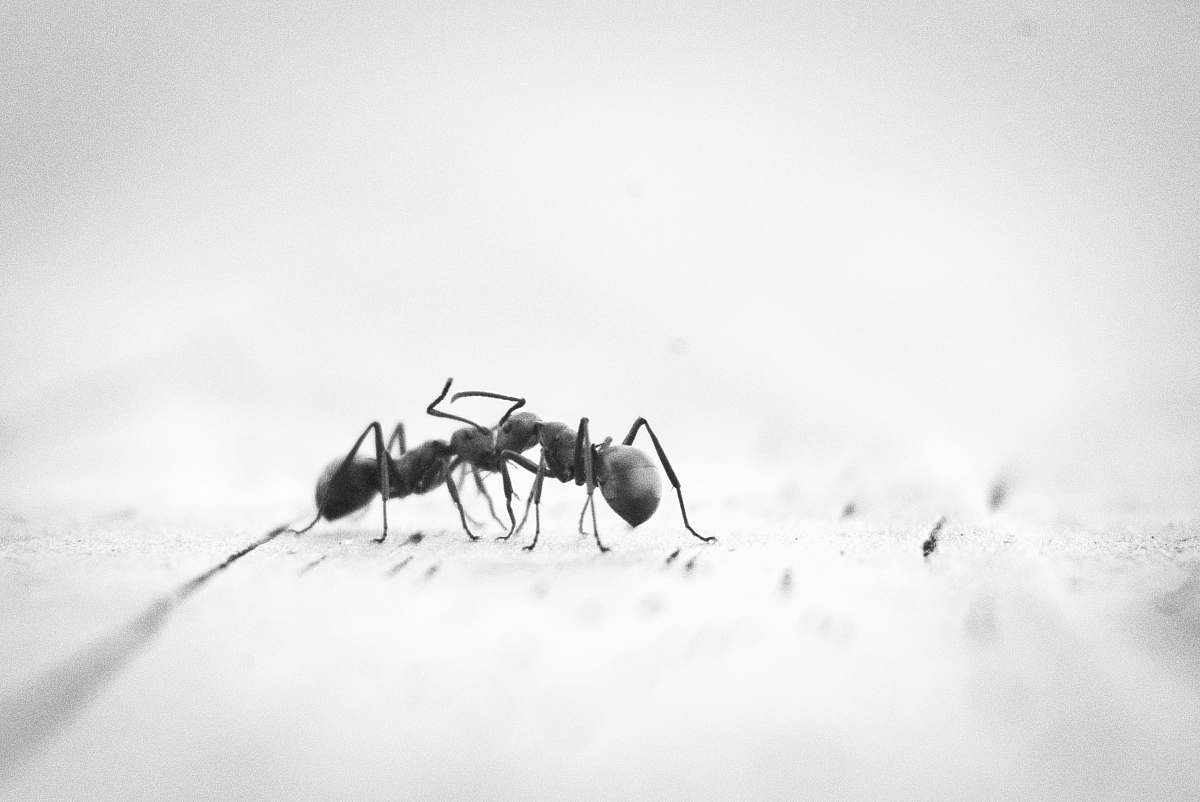 ant micro photography of two black ants on white panel insect