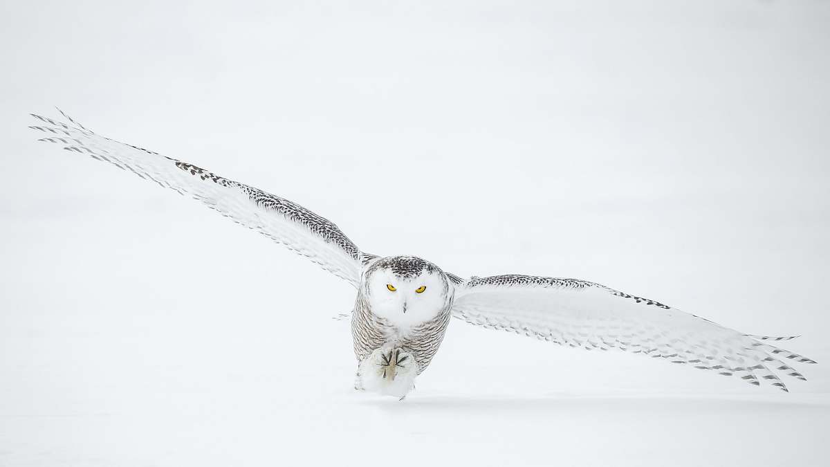 Animal Photo Of Flying Owl Owl Image Free Photo