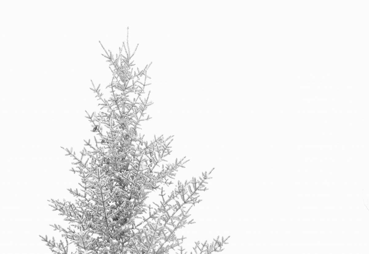 tree pine tree coated with snow ice