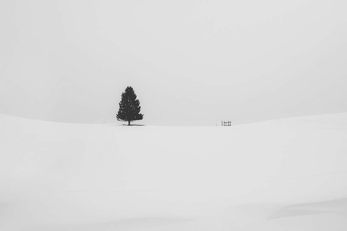 white pine tree covered with snow grey