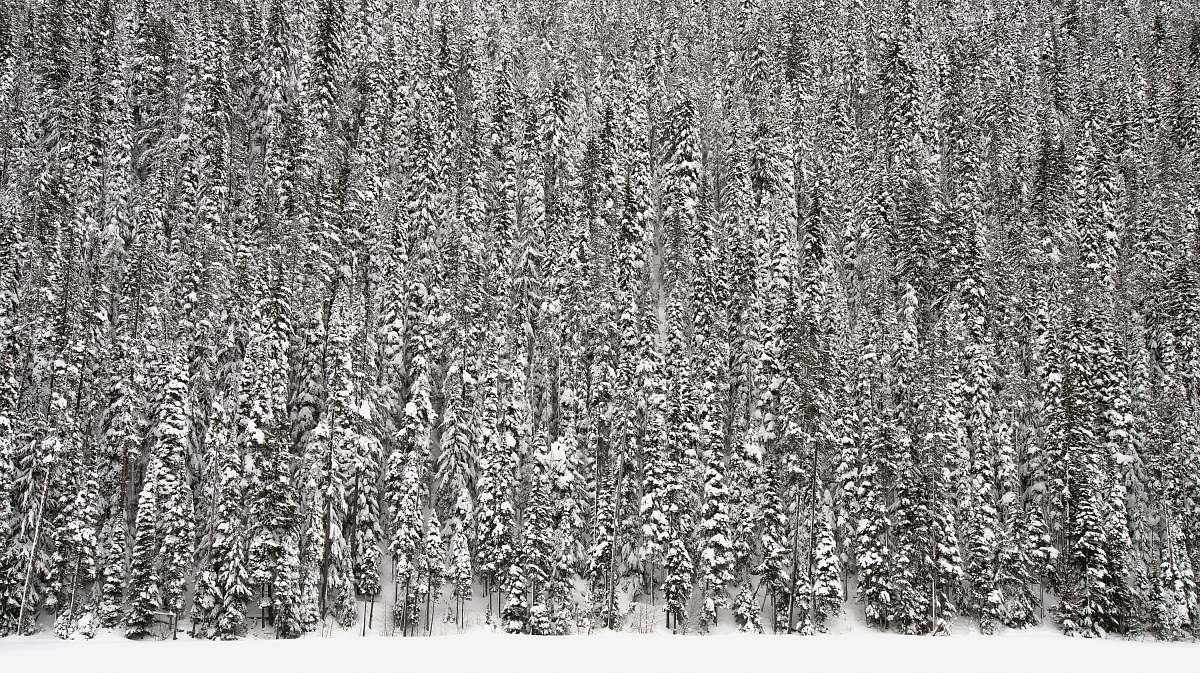 grey pine trees covered in snow tree