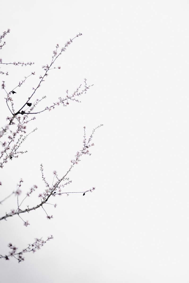 flower pink flowering tree isolated with white background white