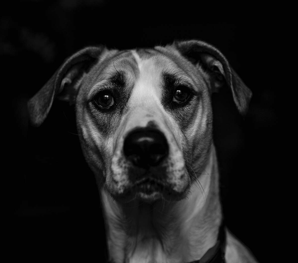 animal portrait photograph of white and gray dog dog