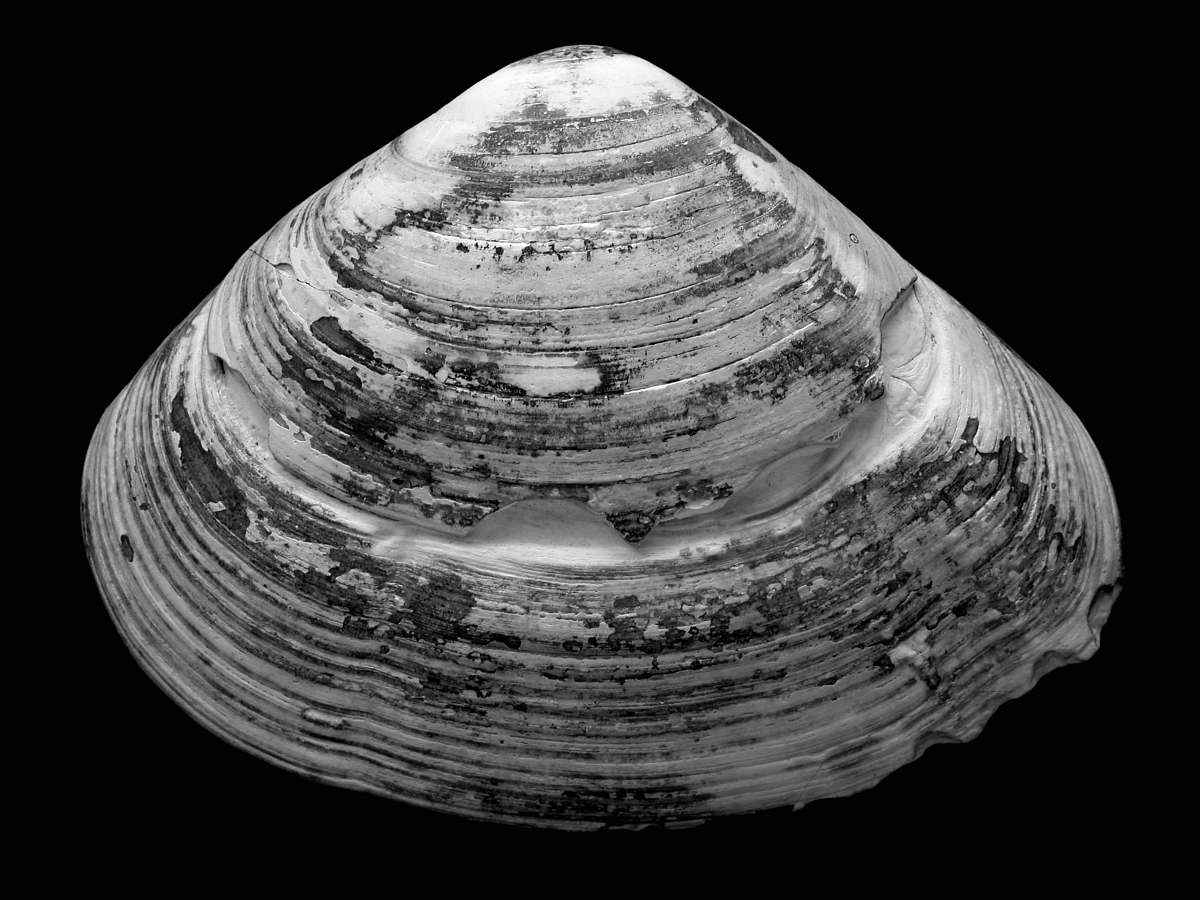 grey seashell against black background seashell