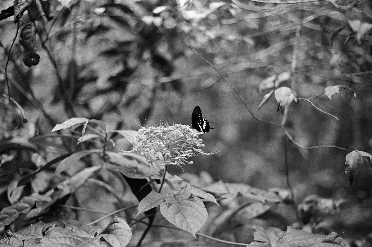 grey selective color photography of black and white butterfly perching on petaled flowers plant