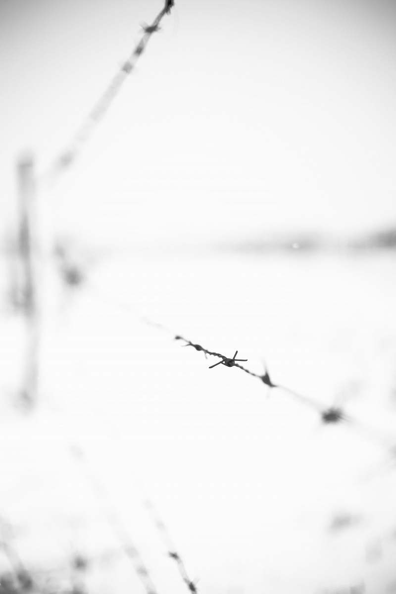 white selective focus photography of barbwire wire