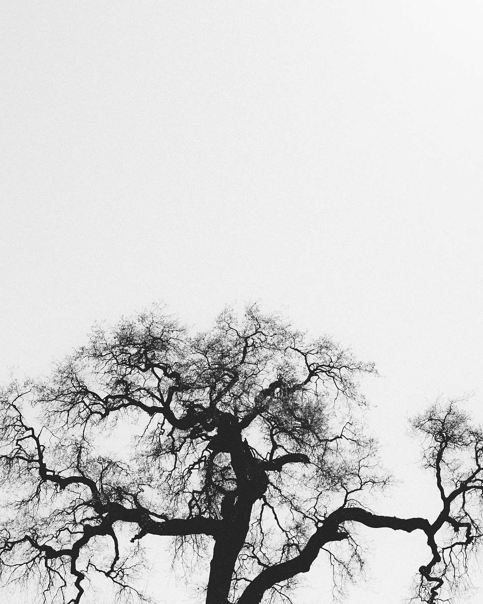 plant silhouette of bare tree tree