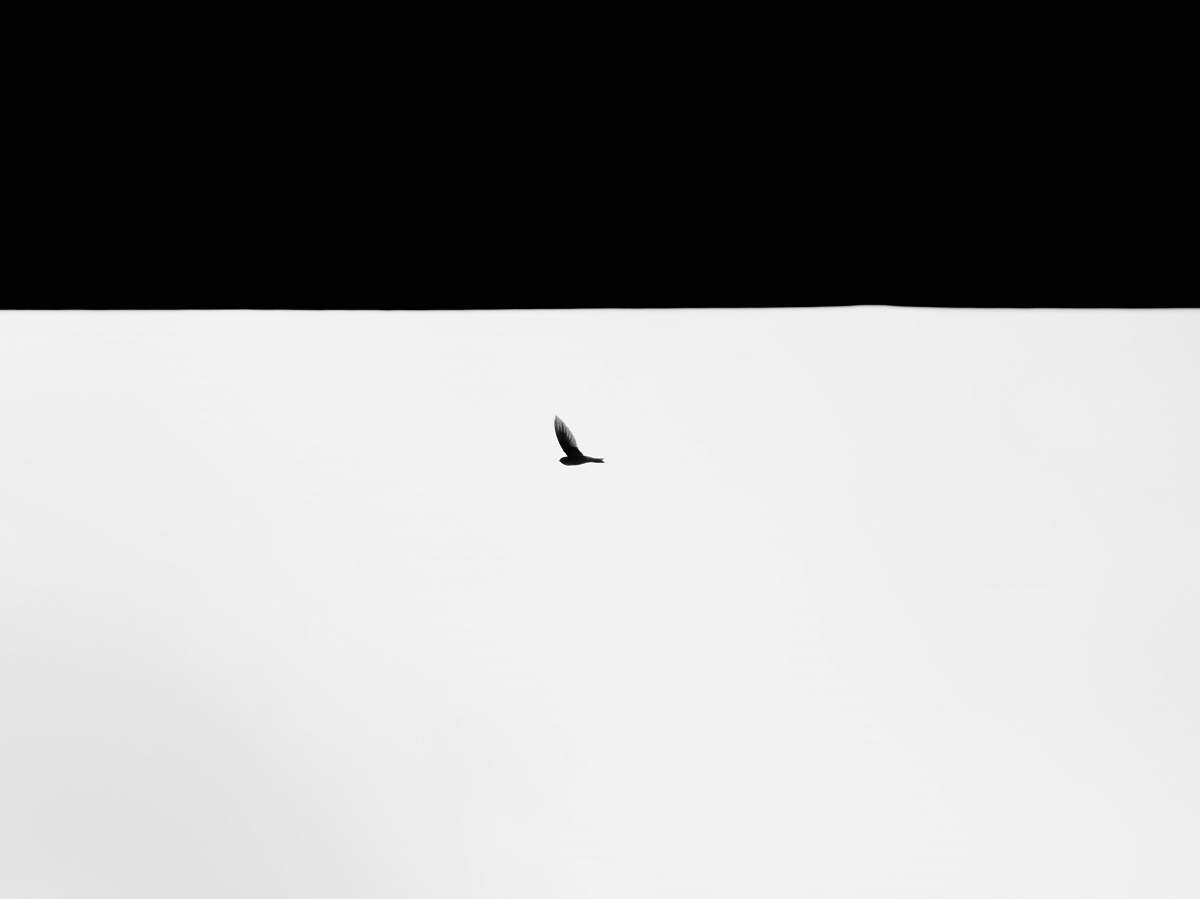 animal silhouette of bird illustration bird