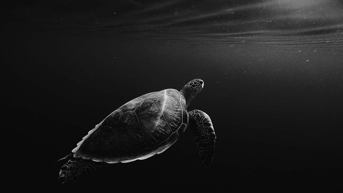 animal silhouette of sea turtle underwater turtle