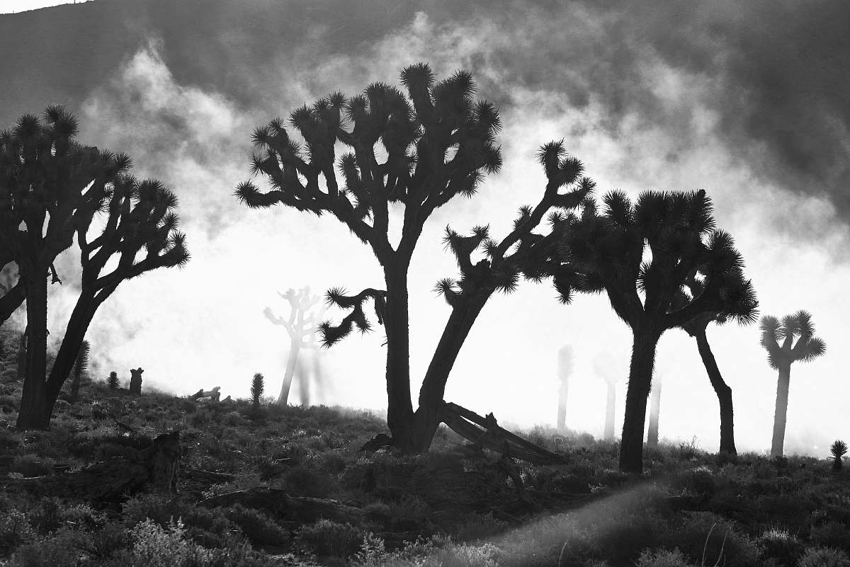 plant silhouette of trees tree