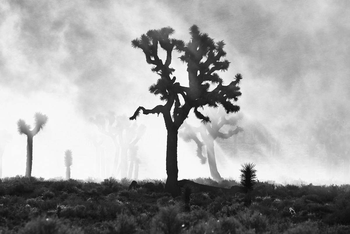 tree silhouette of trees plant