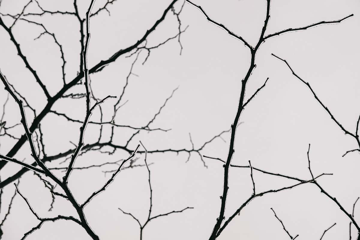 grey silhouette photography of tree branches plant