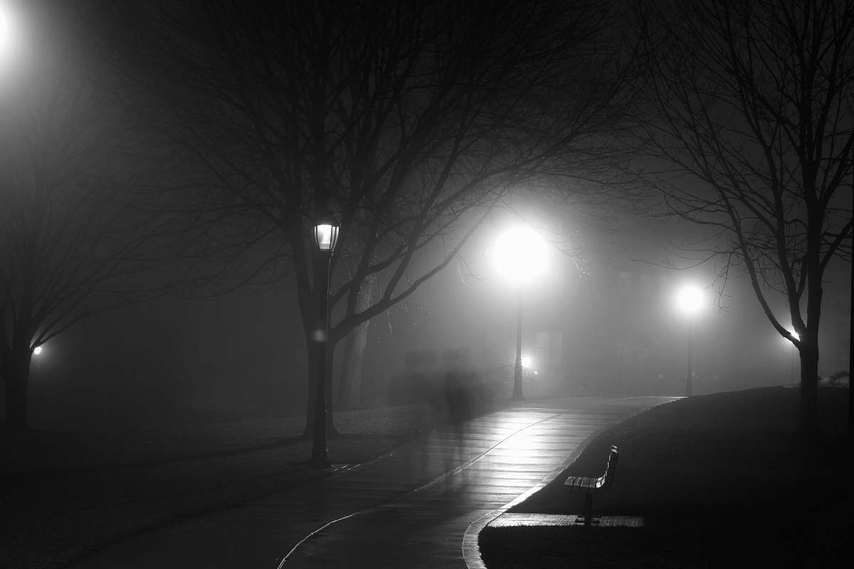 Night Silhouette Photography Of Trees Lights Image Free Photo