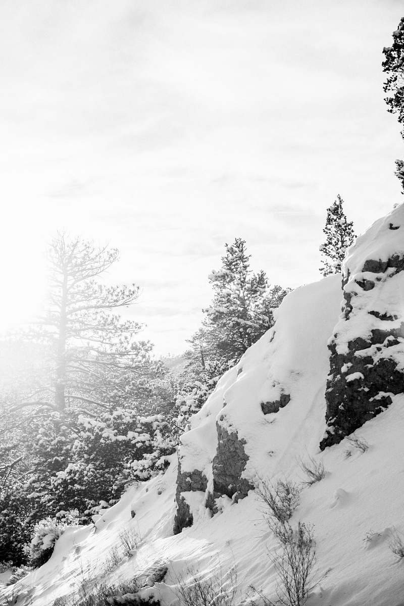 tree snow covered mountain at daytime plant