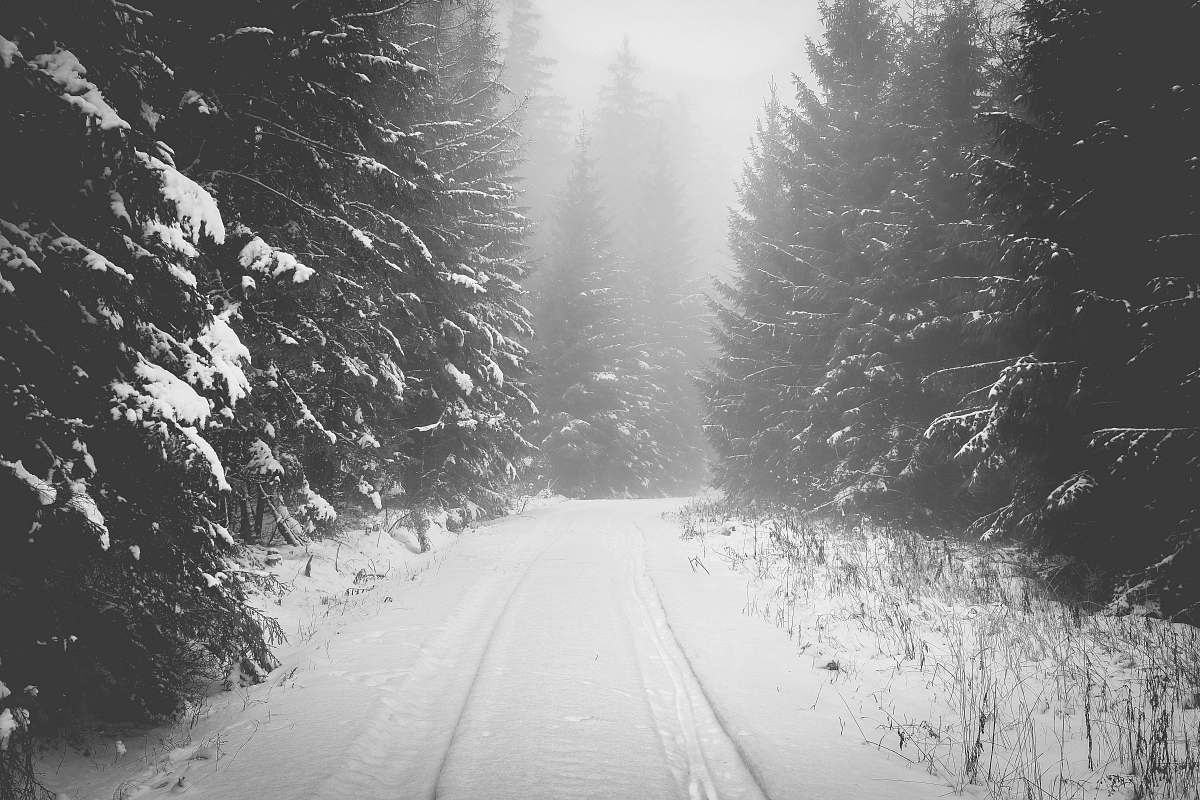 grey snow covered road between pine trees nature