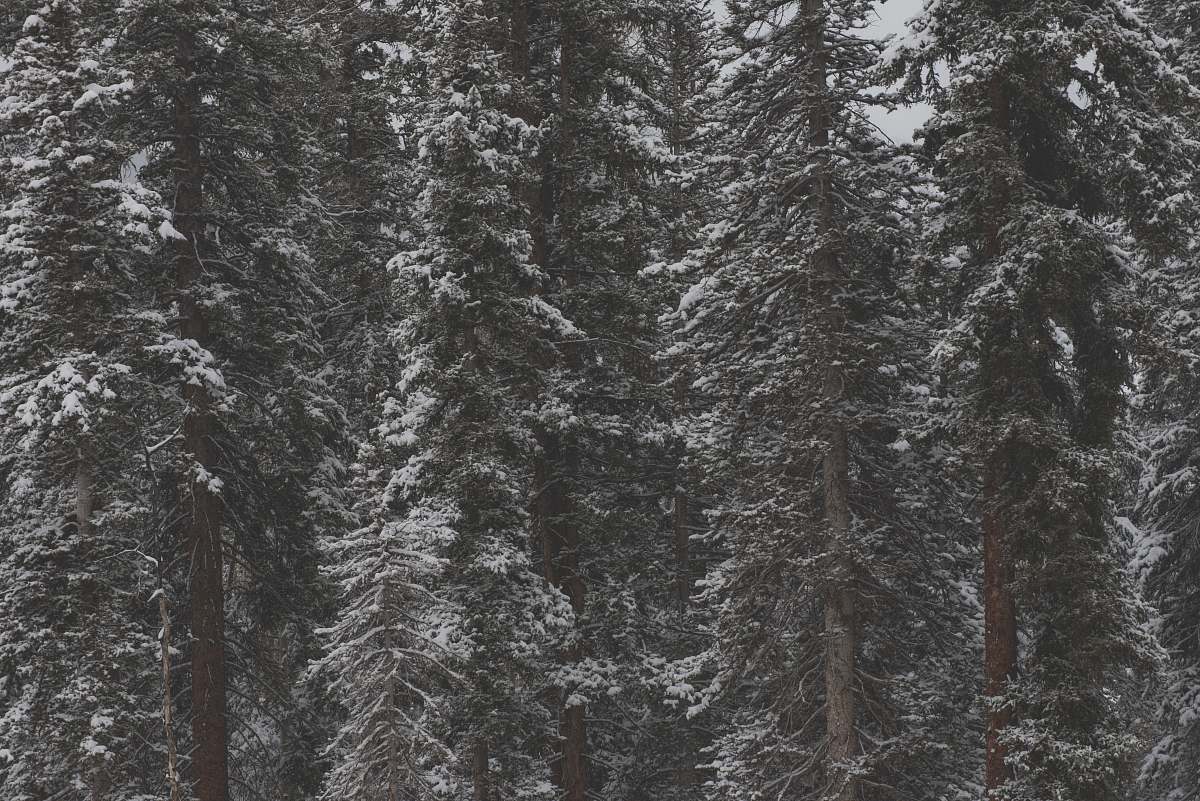 forest snow-covered trees during daytime grey