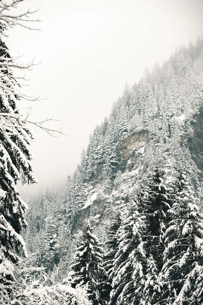 snow snow covered trees trees