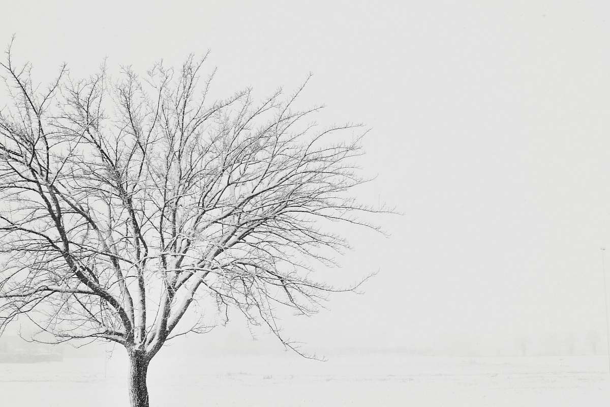 grey snow covered withered tree on snow field italy