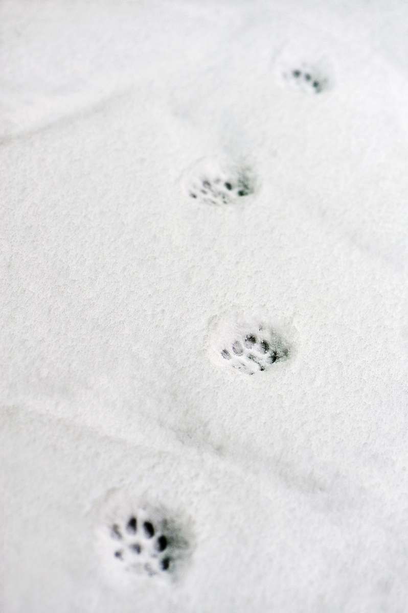 grey snow paw prints footprint