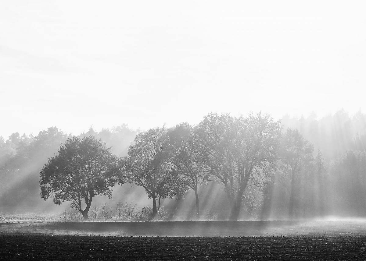 nature sun shining over trees weather