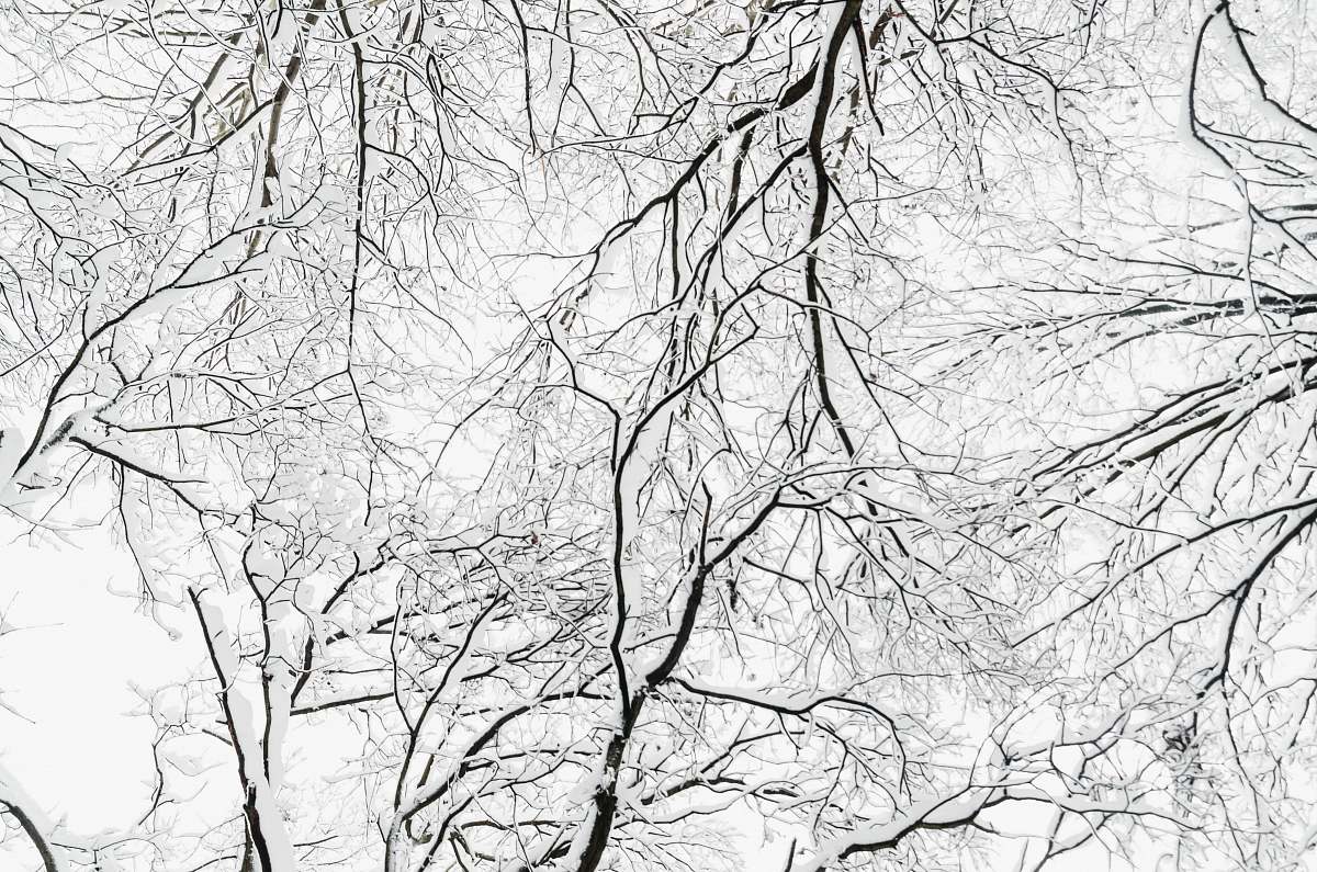 nature tree bare branches outdoors