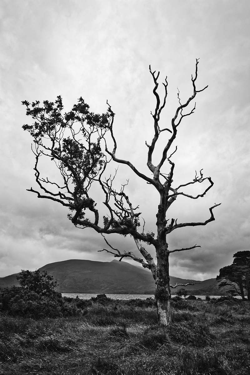 plant tree on grass near body of water during day tree