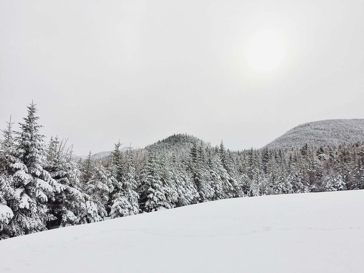 trees trees coated with snow at daytime winter