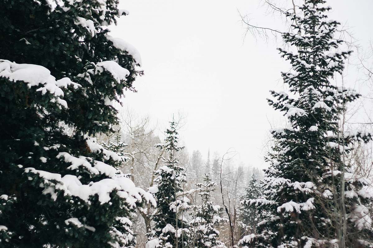 snow trees covered with snow tree