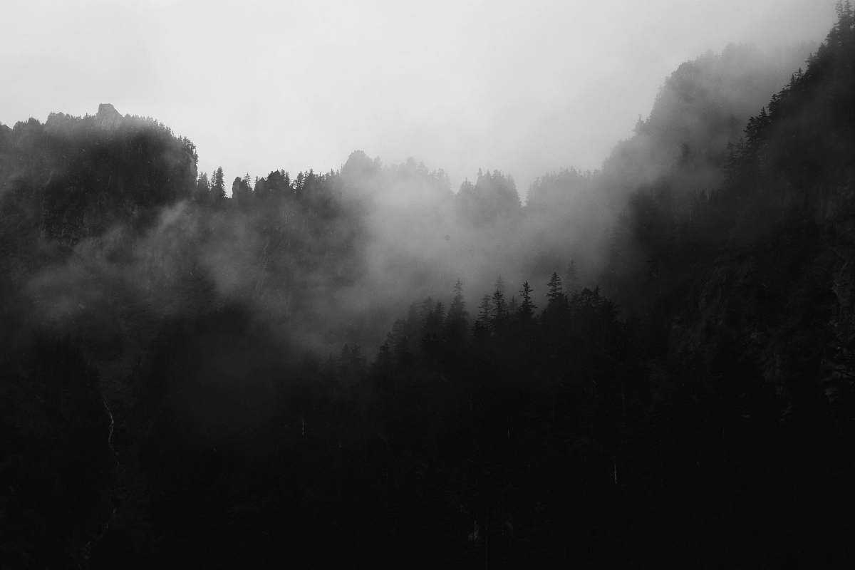 grey trees surrounded with fogs grayscale poster nature