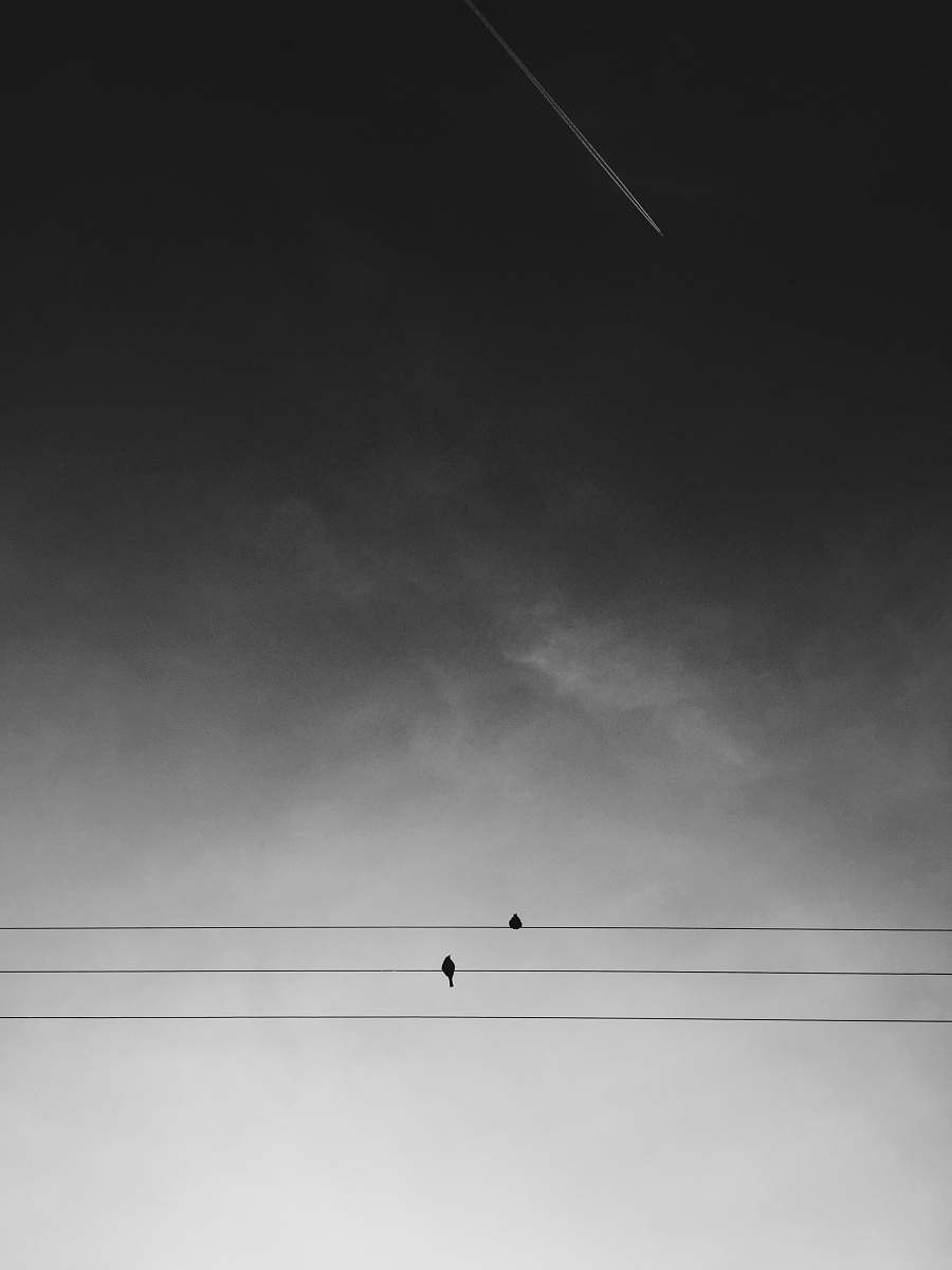 grey two black birds on electric wires under gray sky during daytime dark
