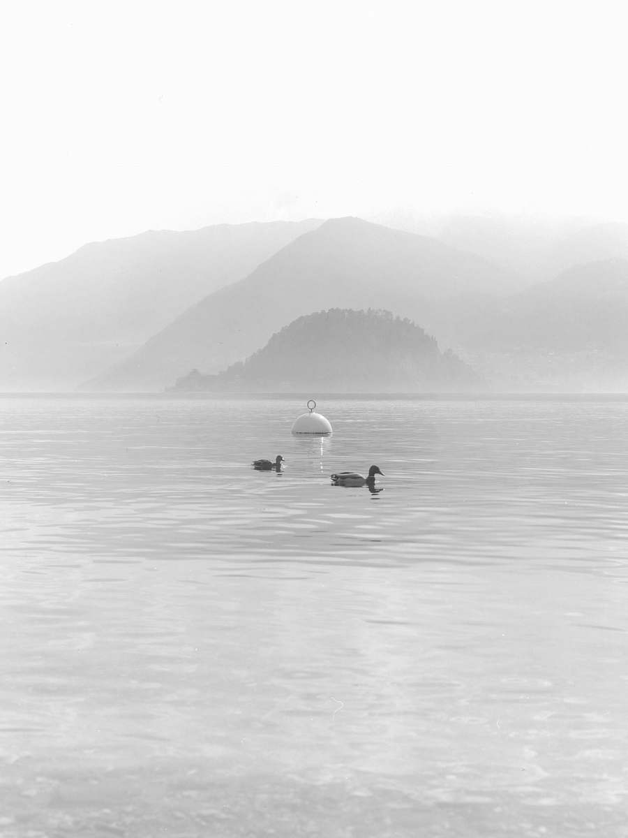 nature two ducks on body of water outdoors