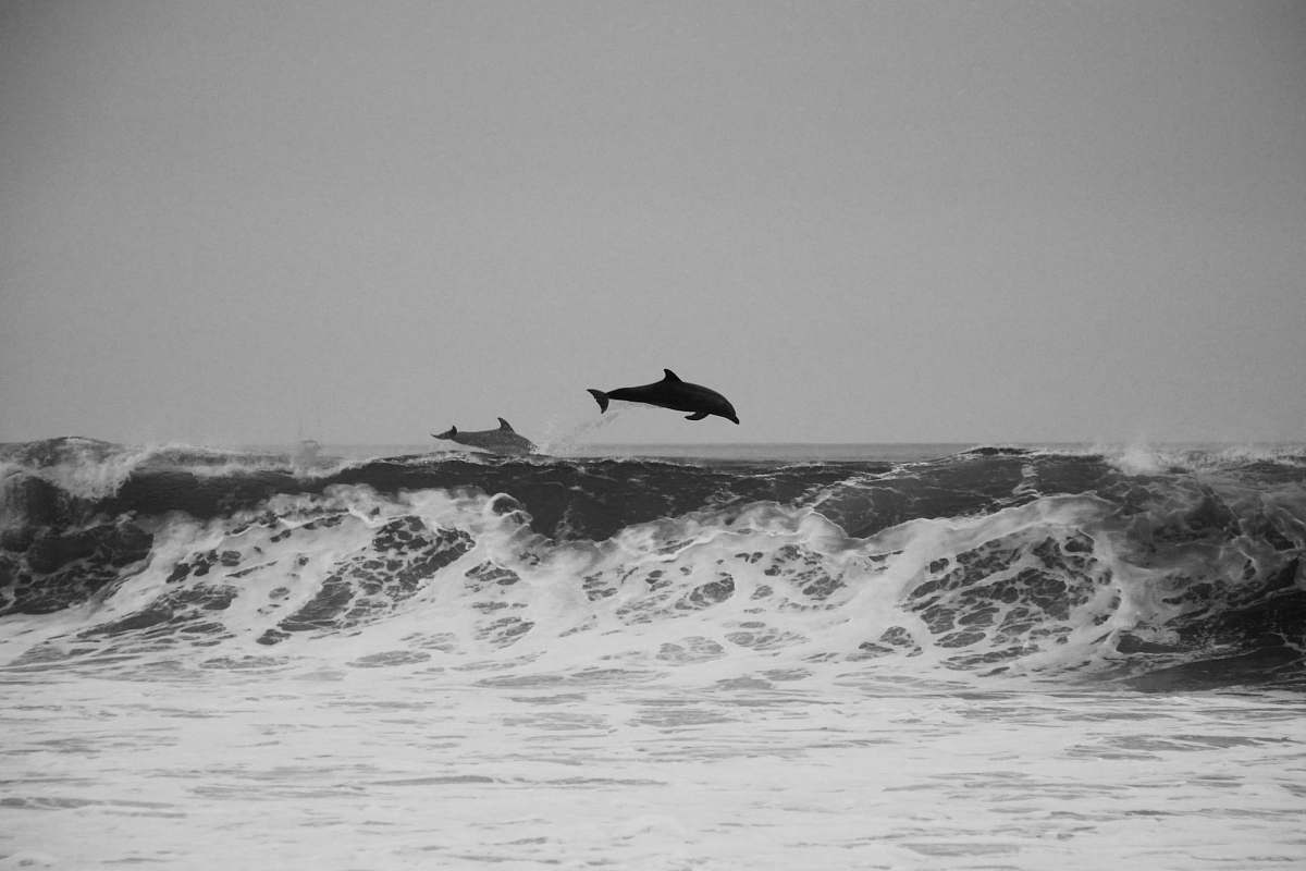 grey two whales rushing into the water sea