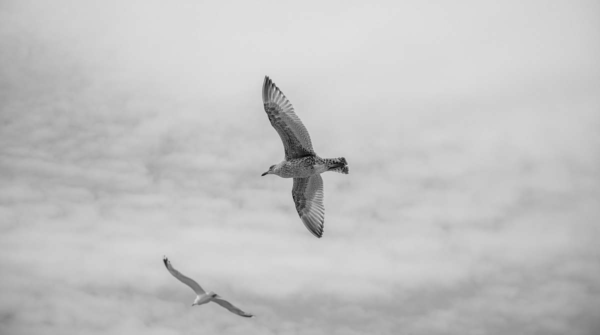 animal white and black bird soaring high bird