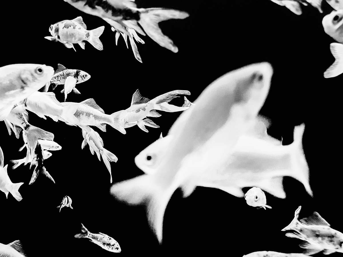 Animal White And Black Fish Wallpaper Canine Image Free Photo