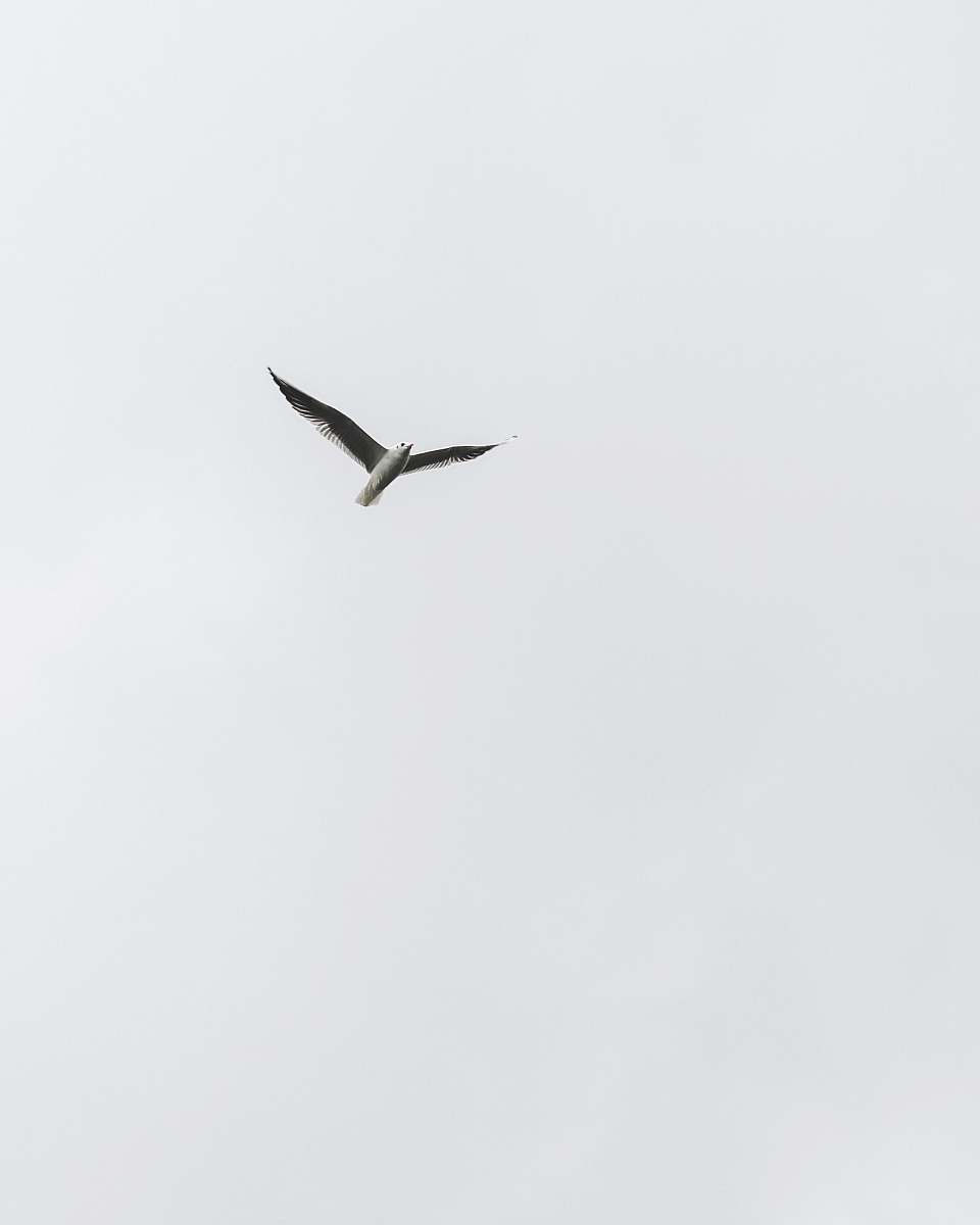 bird white bird flying