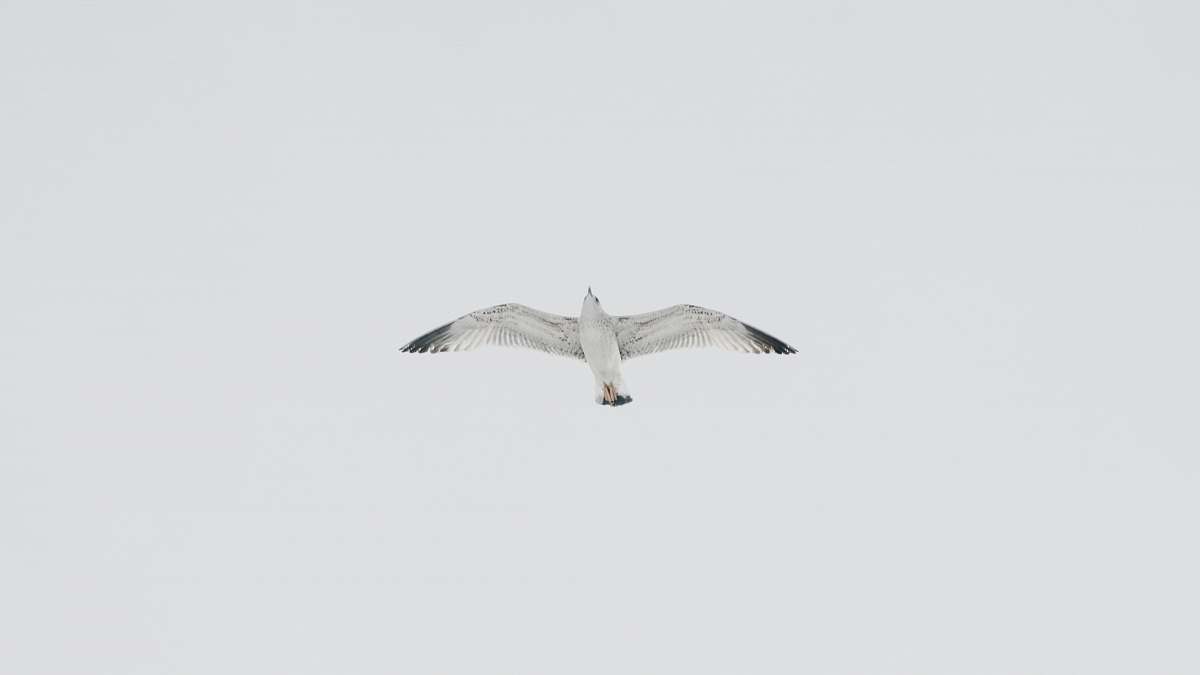 grey white bird on flight under white sky at daytime seagull