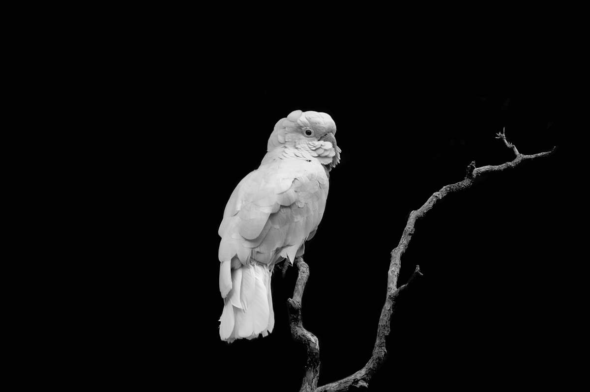 animal white bird on tree branch bird